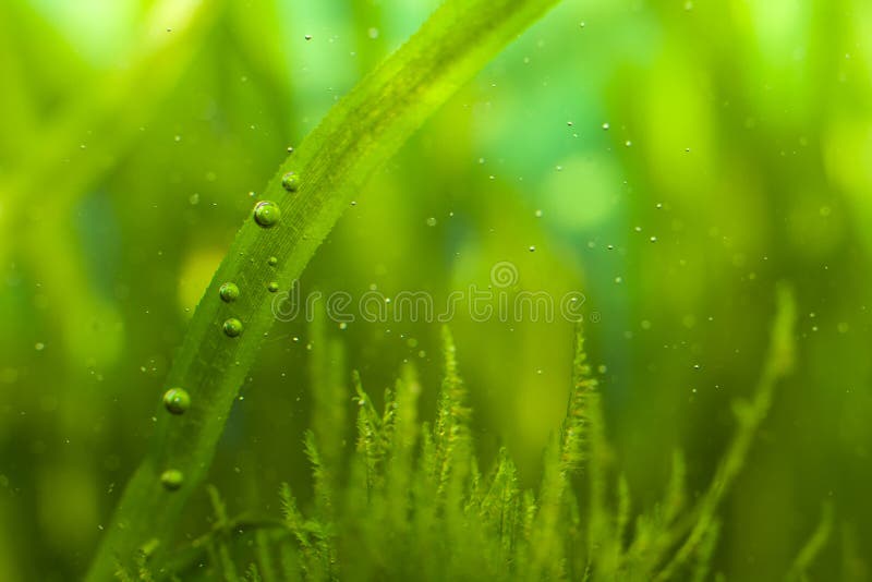 Macro of algae with many little bubbles in aquarium. Seaweed leaf stock images, royalty-free photos and pictures