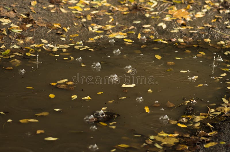 Bubbles and Leaves in a Muddy Puddle during Rain Stock Photo Image of