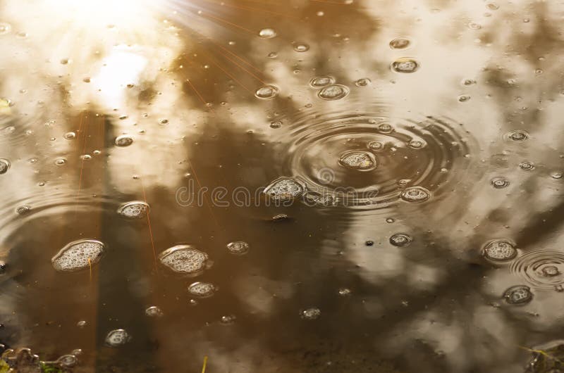 Bubbles Leaves Muddy Puddle Rain Stock Photos Free & RoyaltyFree