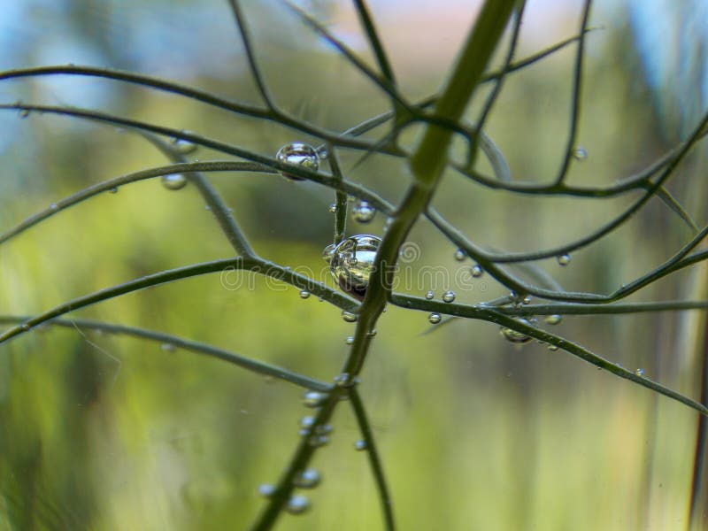 Bubbles on the plant stock photo. Image of little, small 117075054