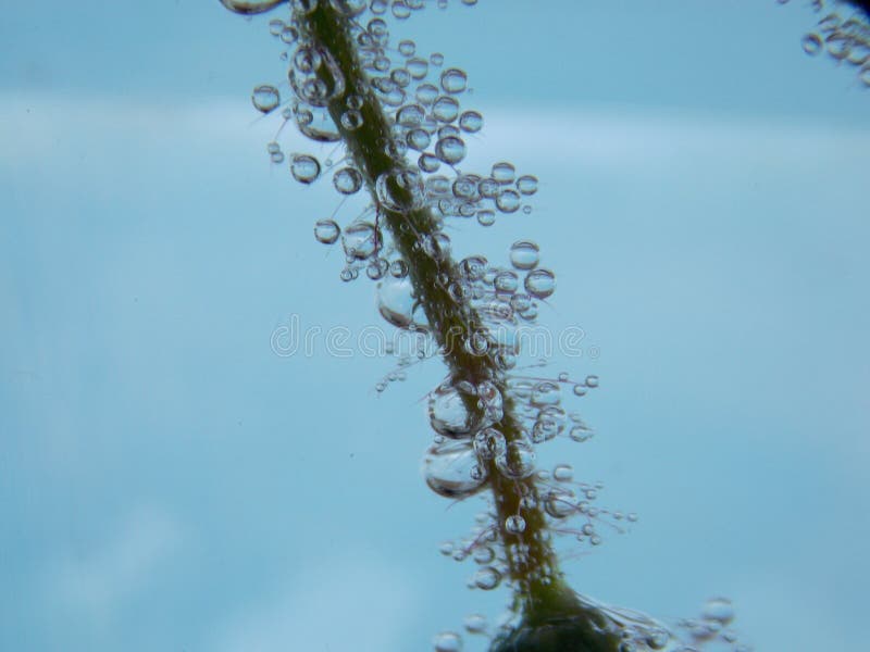 Bubbles on the plant stock image. Image of lots, bubbles 117063823