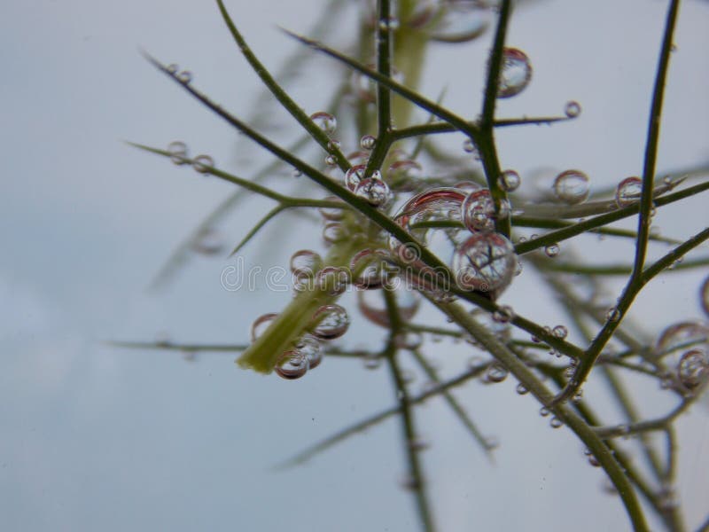 Bubbles on the plant stock photo. Image of reflection 117067838