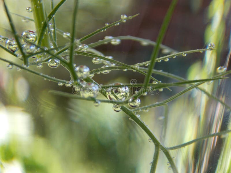 Bubbles on the plant stock photo. Image of bubbles, little 117074382