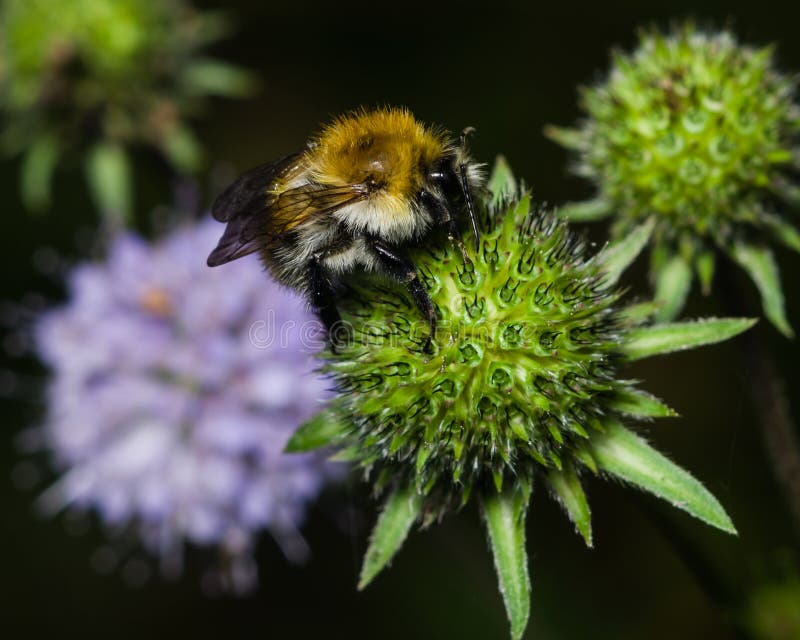 Bubmlebee on Devil`s-bit Scabious inflorescence completed flowering macro, selective focus stock photo