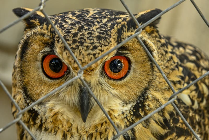 Fumar o Bengala búho o indio águila búho es un un poco de pájaro en familia.