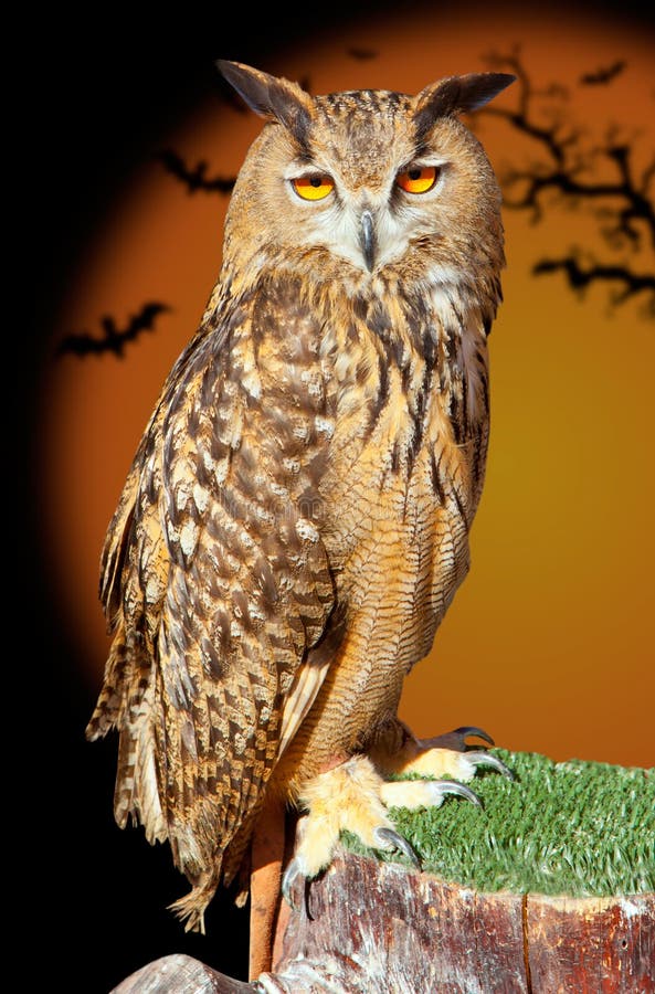 Bubo bubo eagle owl night bird in halloween bat orange background