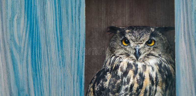 Bubo de hibou images stock Bubo de hibou images stock