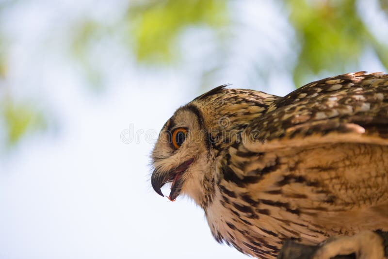 Bubo de Bubo - vrai hibou images libres de droits Bubo de Bubo - vrai hibou images libres de droits