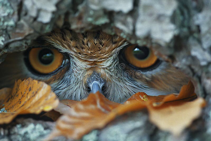 Bubo bubo in un cavo di un albero in autunno royalty illustrazione gratis