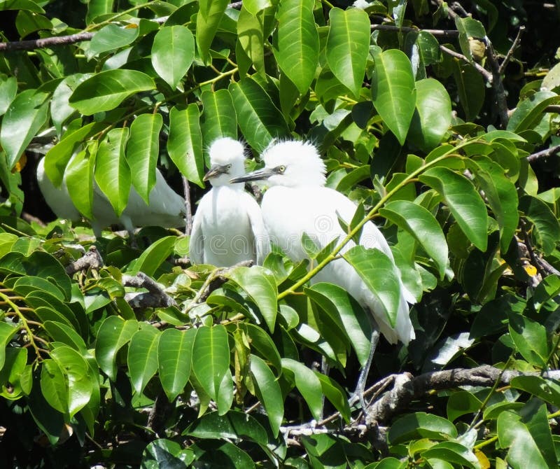 bubulcusnötkreaturegret ibis arkivbilder bubulcusnötkreaturegret ibis arkivbilder
