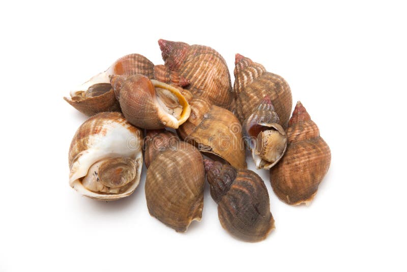 Buccins Ou Escargots De Mer Photo stock Image du détaillé, animaux