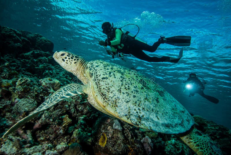 Buceador y tortuga de mar verde en Derawan, foto subacuática de Kalimantan, Indonesia imagen de archivo Buceador y tortuga de mar verde en Derawan, foto subacuática de Kalimantan, Indonesia imagen de archivo