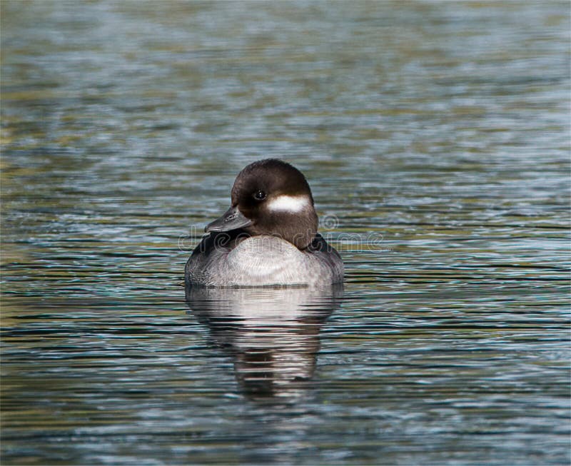 Bucephala albeola - bufflehead Female duck flying floating and swimming in pond water