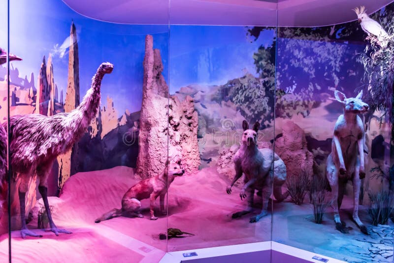 Wildlife Diorama Inside Grigore Antipa National Museum of Natural