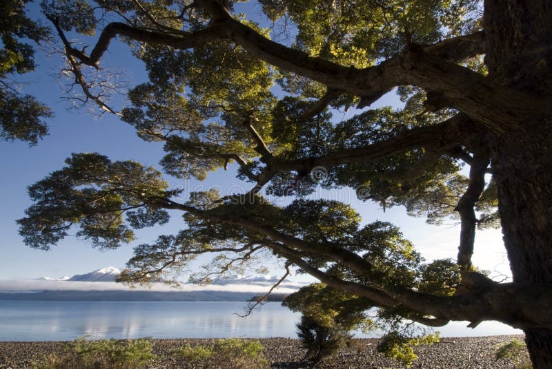 Buchenbaum auf See Te Anau, Südinsel, Neuseeland