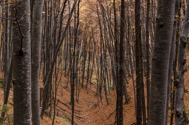 Buchenbaumstammwald im Herbst lizenzfreie stockfotos Buchenbaumstammwald im Herbst lizenzfreie stockfotos