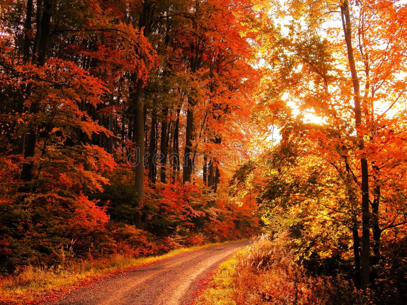 Buchenbaumwald am Herbst/am Falltageslicht lizenzfreie stockbilder Buchenbaumwald am Herbst/am Falltageslicht lizenzfreie stockbilder