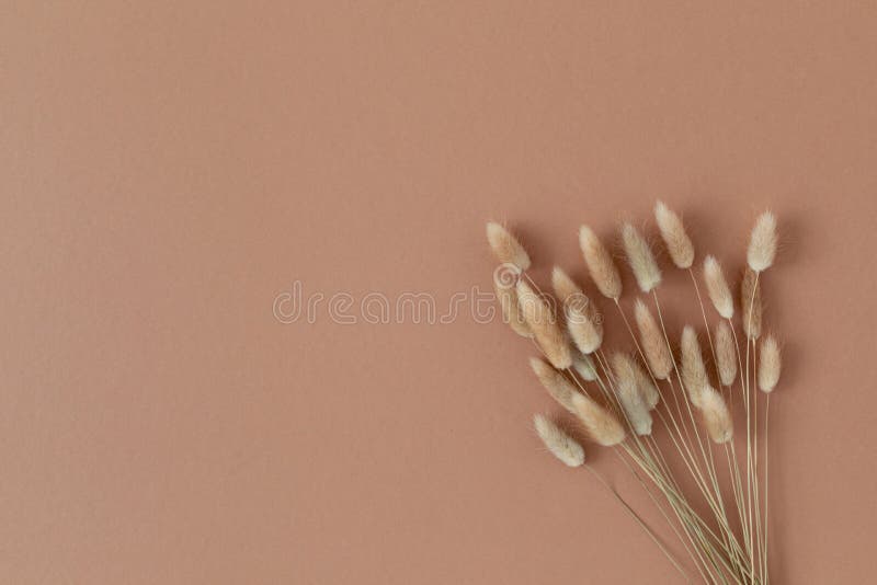 Buchet de flori uscate pufoase din pajiștea de iepure lagurus grass. compoziție florală minimă în stilul boho stock photo