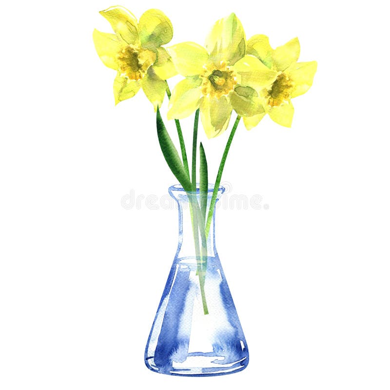 Buchet de narcise galbene cu frunze verzi într-o vază de sticlă sau sticlă cu floare de daffodil proaspătă, cu mână izolată stock images