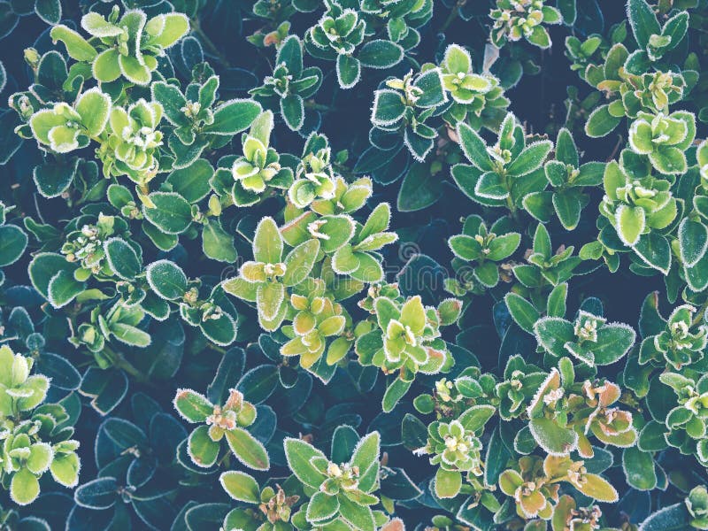 Buchsbaum im Winter stockbild. Bild von gartenbau, blatt 107200923