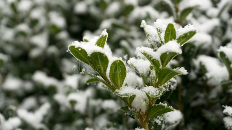Buchsbaum Im Schnee Mit Einem Roten Herzen Stockfoto Bild von liebe