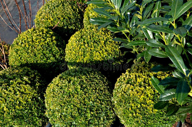 Buchsbaum Immergrüner Strauch Oder Baum Mit Kleinen Blättern Aus Dem