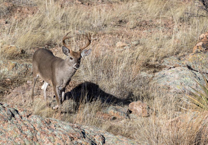 Coues Whitetail Deer Buck in Winter in the Chiricahua National Monument ...
