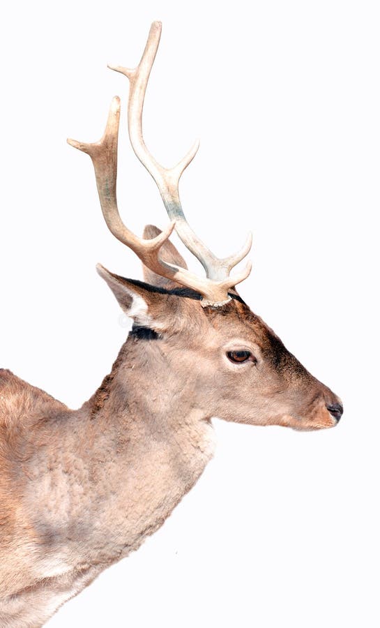 Buck deer portrait isolated on white royalty free stock photography Buck deer portrait isolated on white royalty free stock photography