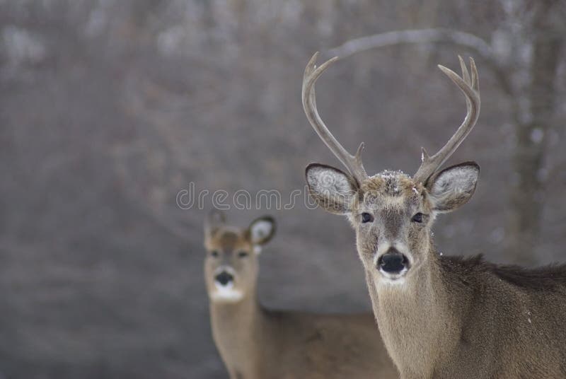 Buck And Doe Picture. Image 7874636