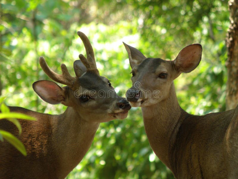 Buck and doe deer