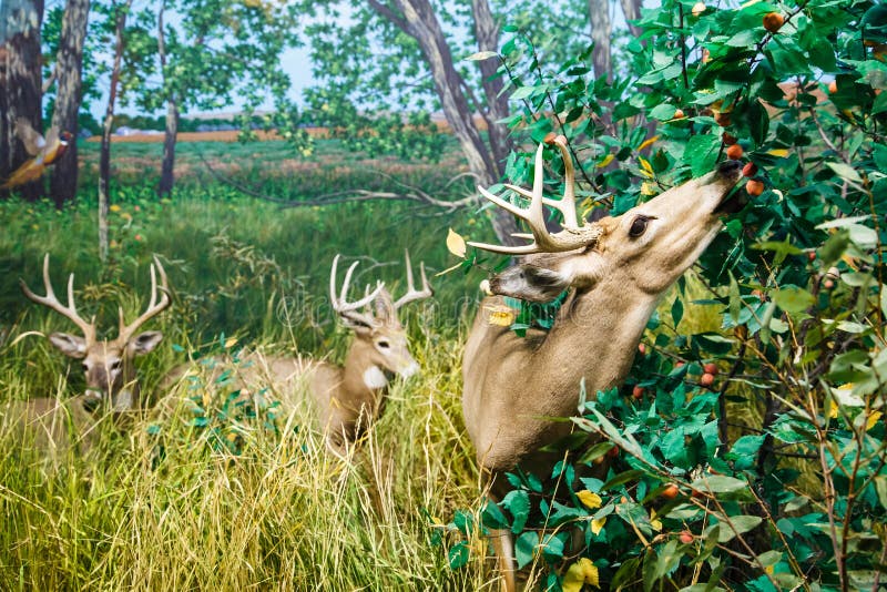 Buck Eating Berries stock photo. Image of animal, deer 41023584
