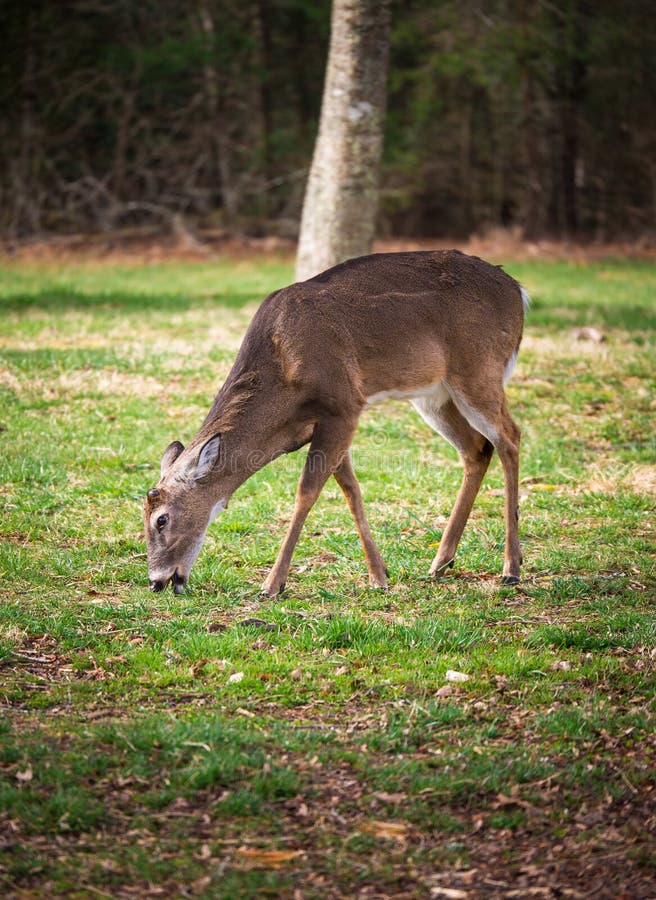 Buck Grazing stock photo Buck Grazing stock photo