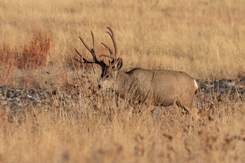 Buck Mule Deer in Colorado in Autumn Stock Image - Image of autumn ...