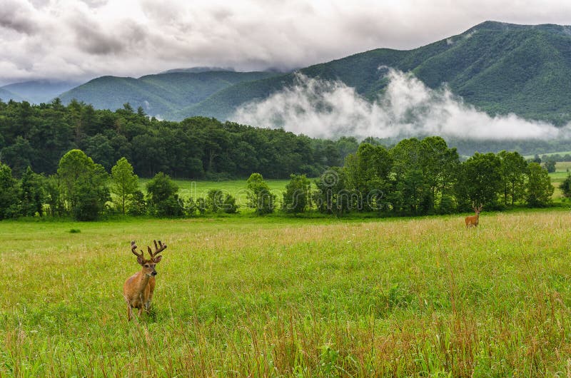 Buck in velvet, Cades Cove, Great Smoky Mountains