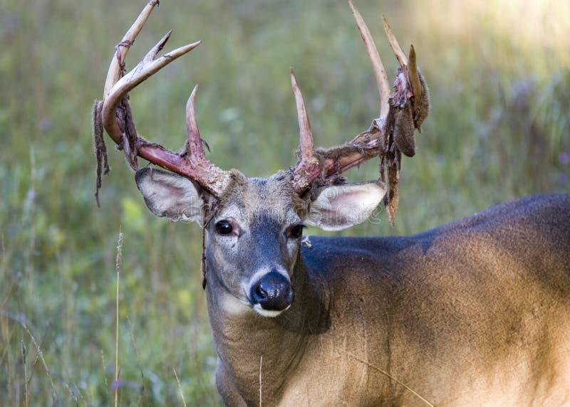Buck Whitetail Deer