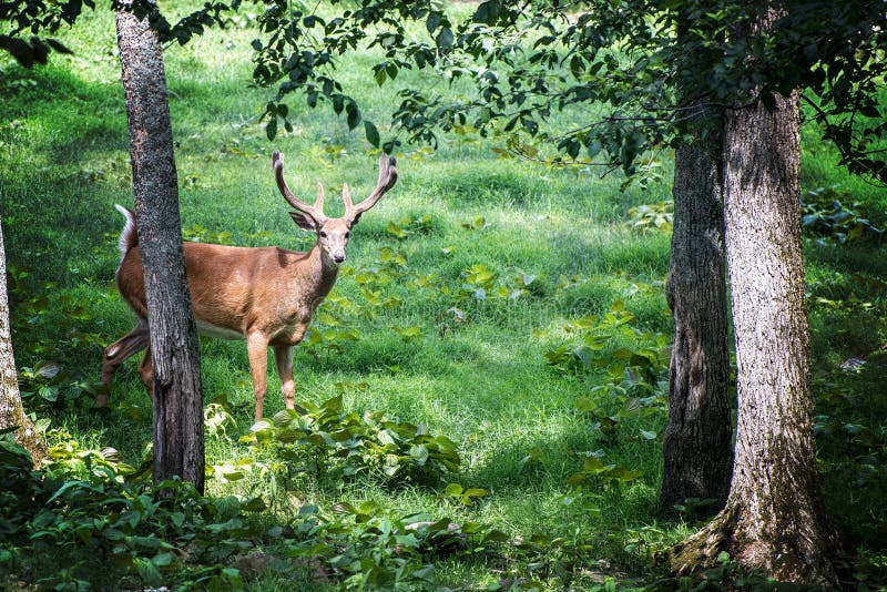 Buck Whitetail Deer in bos royalty-vrije stock foto's Buck Whitetail Deer in bos royalty-vrije stock foto's