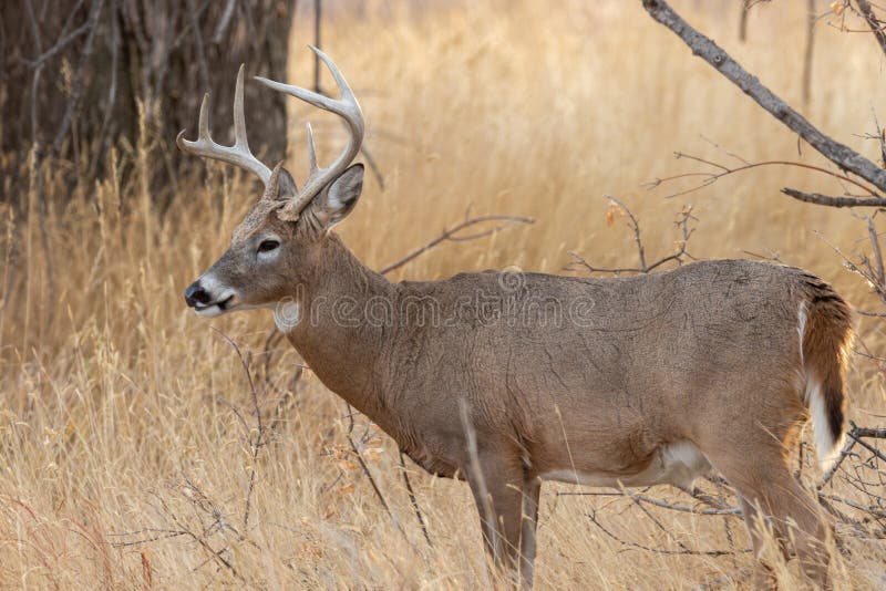 Buck Whitetail Deer in Autumn Stock Image - Image of whitetail, wild ...