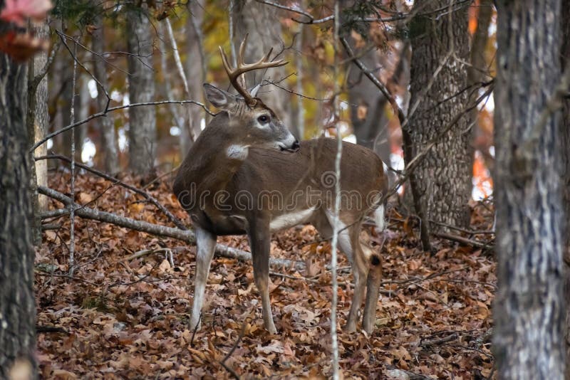 A Buck in the Woods with Leaves on the Ground Stock Photo - Image of