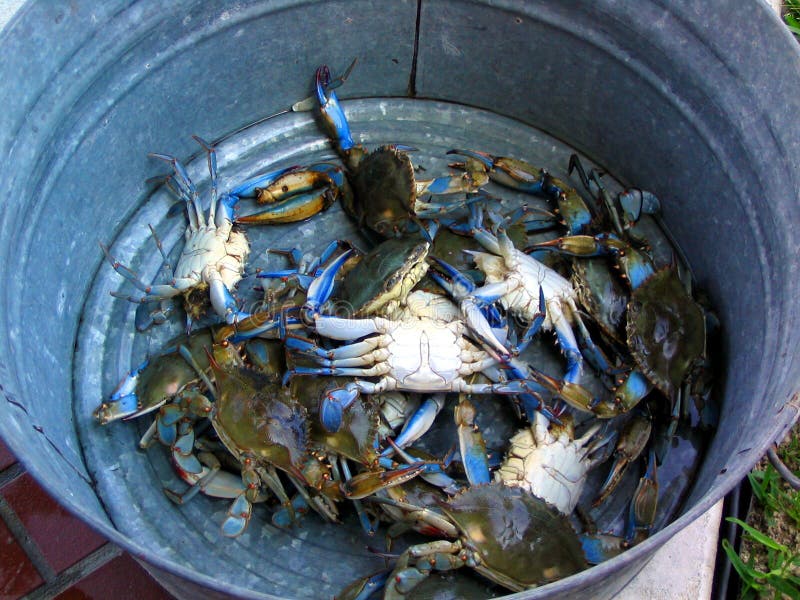 Granchi blu pronta per il pesce, far bollire giù al Sud.