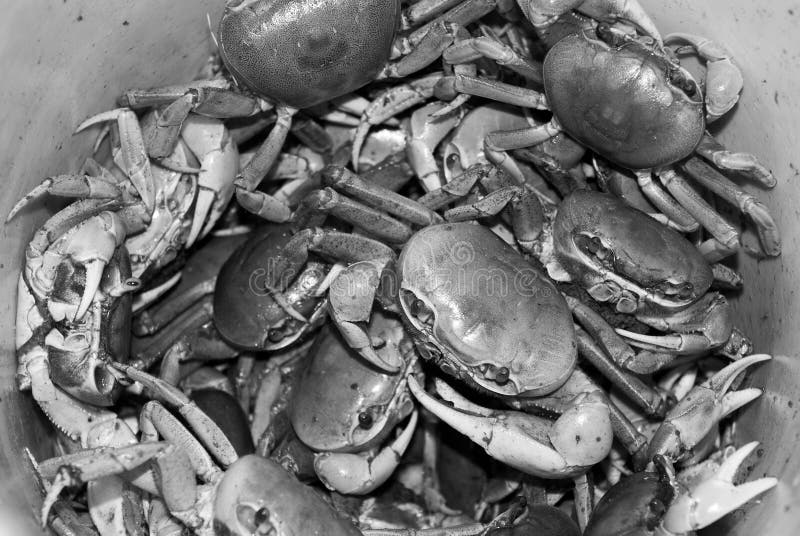 Bucket of Blue Crabs stock image. Image of louisiana, creole 52661