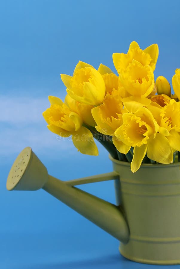 Bucket of Daffodils