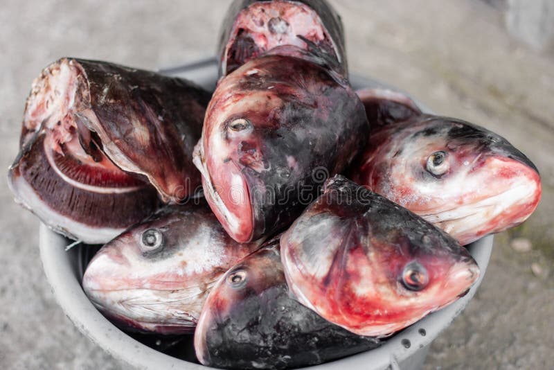 a bucket filled with the heads of killed bullhead fish.