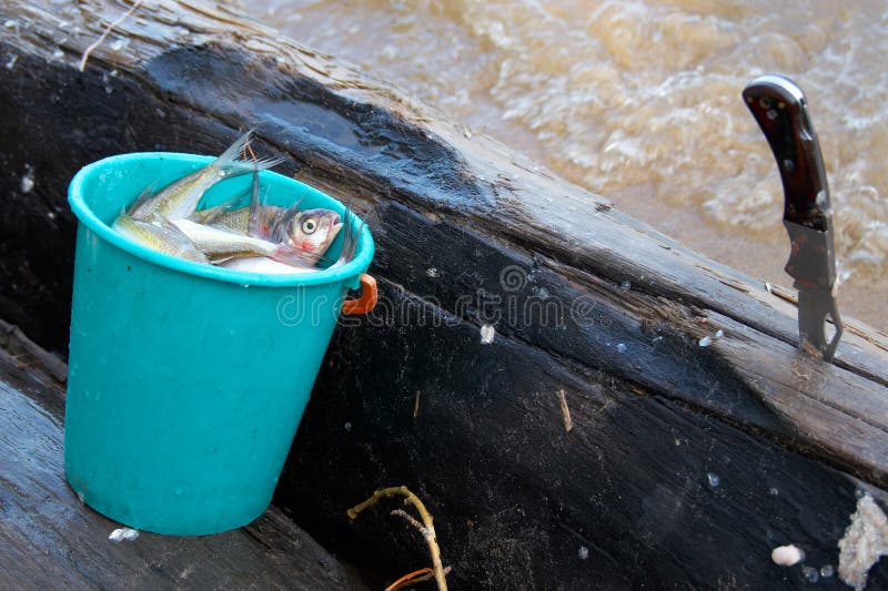 Bucket, fish and knife.