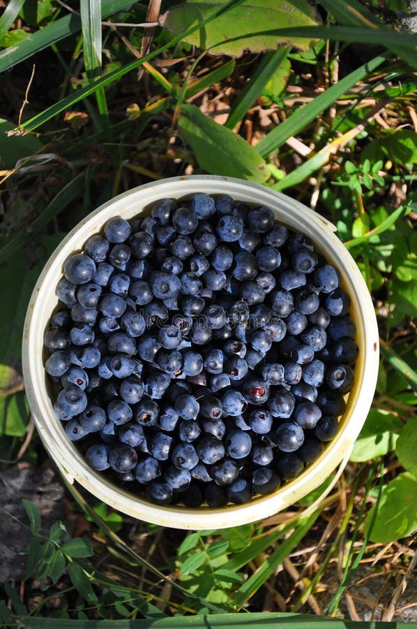 Bucket full of billberries stock photo. Image of nature 23949710