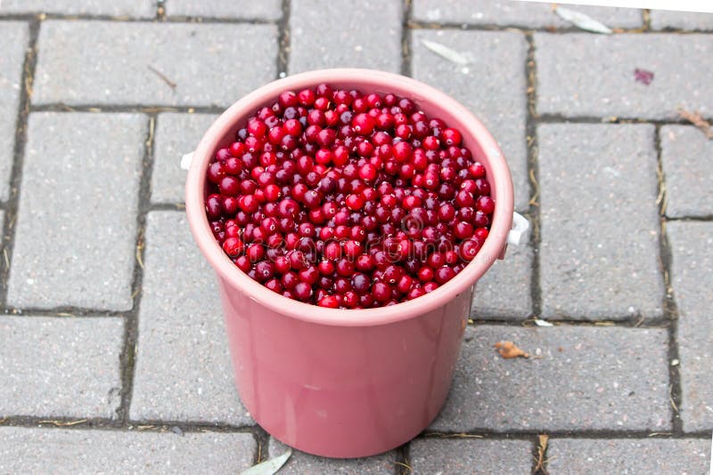 Bucket Full of Cranberries. Northern Berries Stock Photo Image of