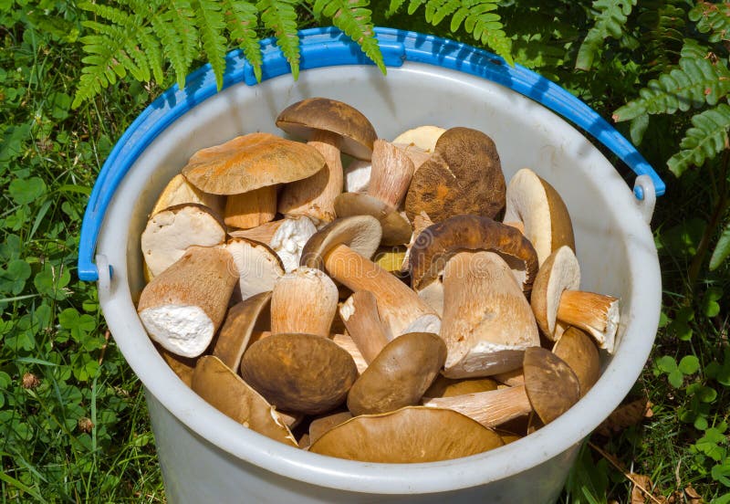 Bucket with mushrooms 14 stock photo. Image of bracken 15530748