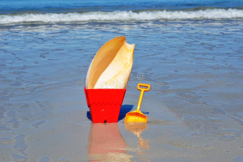 Bucket spade large cone shell on the beach