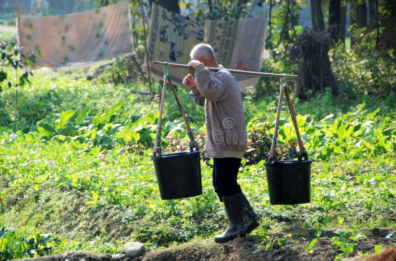 Farmer walks through his fields carrying two filled water buckets hung from a shoulder yoke in Pengzhou, Sichuan province, China. Farmer walks through his fields carrying two filled water buckets hung from a shoulder yoke in Pengzhou, Sichuan province, China.