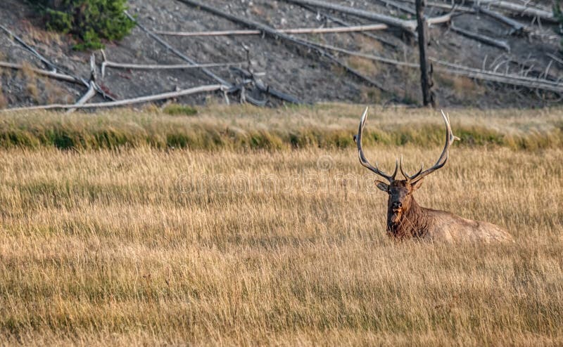 Large Male Elk rests in the Long Grasses of Yellowstone National Park