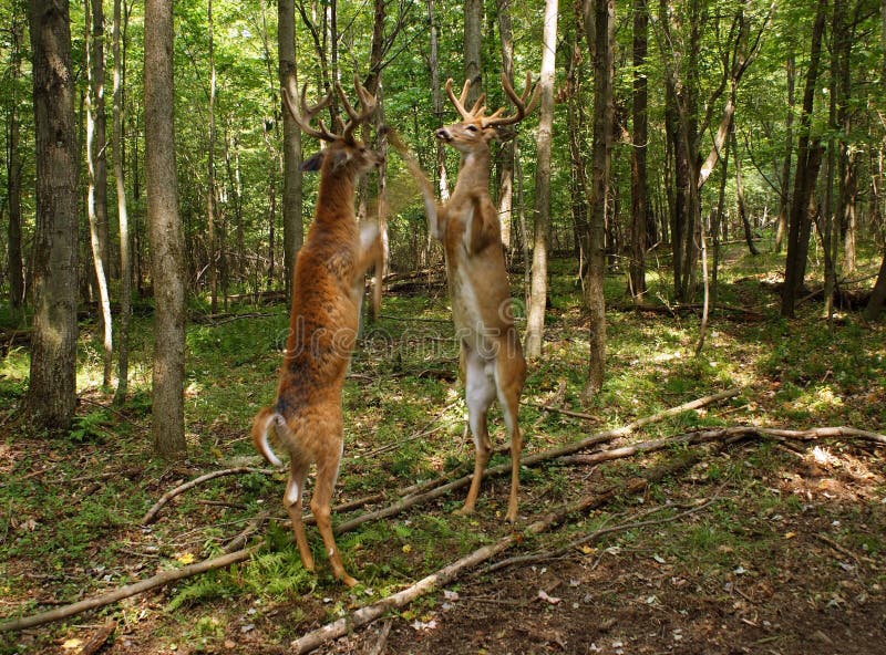 bucks ελάφια που παλεύουν whitetail στοκ εικόνες με δικαίωμα ελεύθερης χρήσης bucks ελάφια που παλεύουν whitetail στοκ εικόνες με δικαίωμα ελεύθερης χρήσης